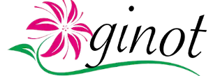 ginot